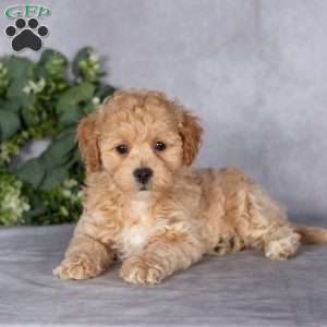 Bruce, Bich-Poo Puppy